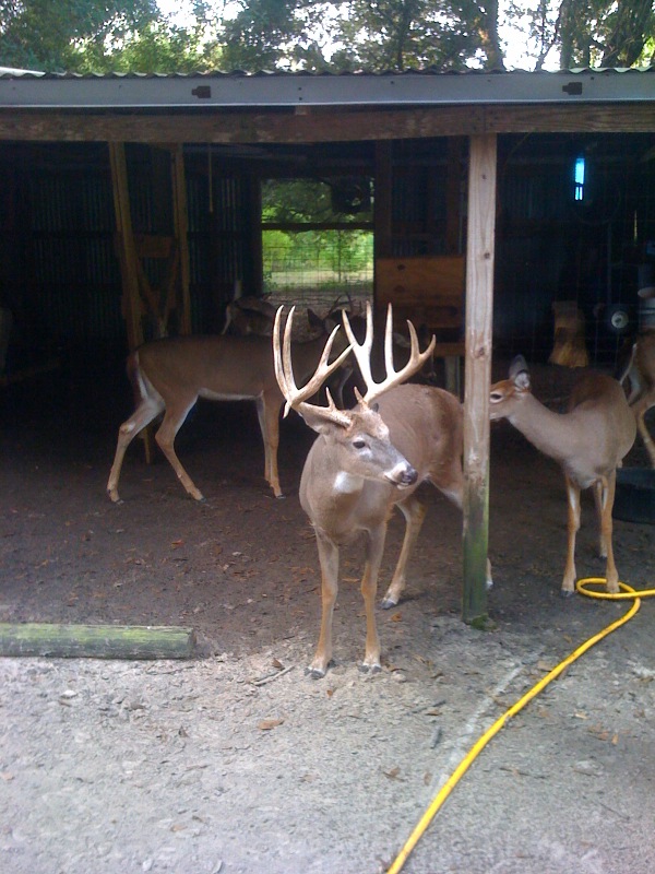 Corporate America enjoy Trophy Louisiana whitetai deer hunting at it's